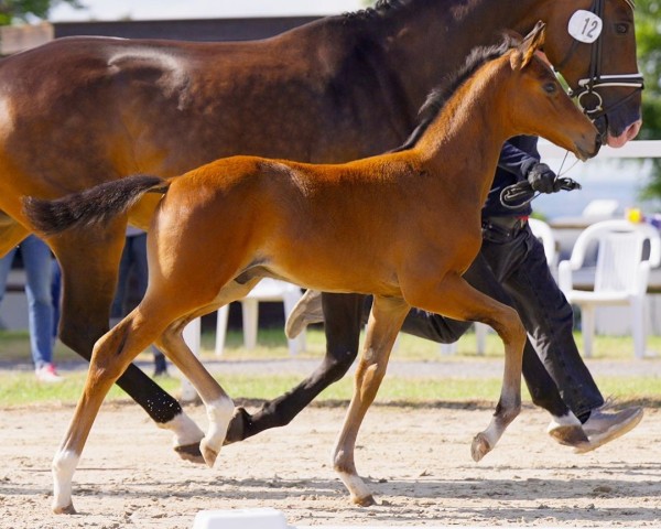 horse Belvaggio (Hanoverian, 2024, from Callaho's Benicio)
