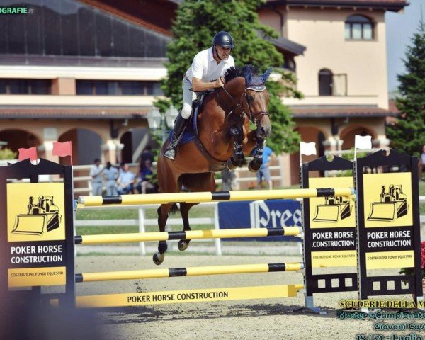 jumper Raisa van 't Merelsnest (Belgian Warmblood, 2017, from Diamant de Semilly)