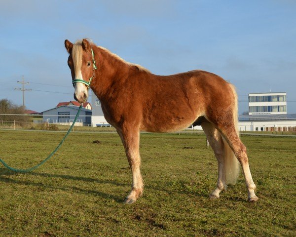 Pferd Servatius SCH (Edelbluthaflinger, 2013, von Sternschnippe (0,78% ox))