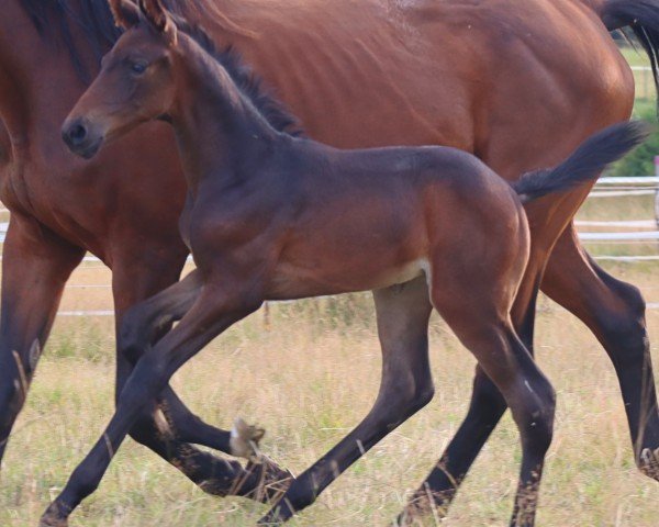 horse Chéri SCH (German Sport Horse, 2024, from For Dior)