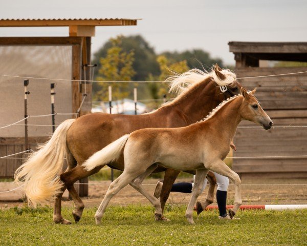 Pferd Markgräfin SCH (Edelbluthaflinger, 2024, von Souverän 9)