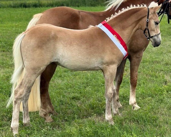 Pferd Möchte gern SCH (Edelbluthaflinger, 2023, von Barion)