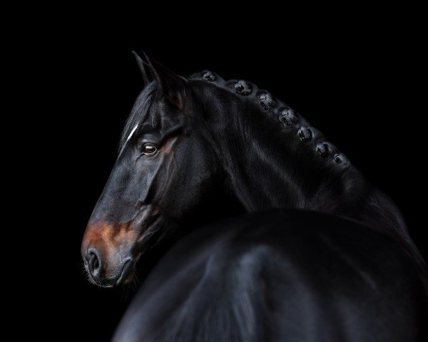 horse Lissaro's Lifestyle (Hanoverian, 2018, from Lissaro)