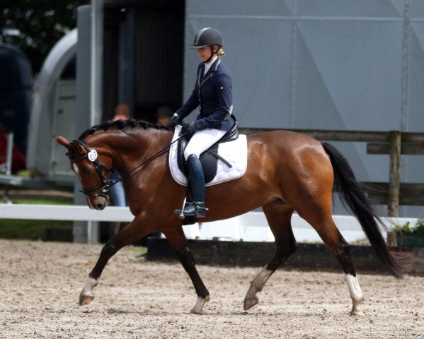 broodmare Look at me 78 (German Warmblood, 2011, from Lorgos GL)