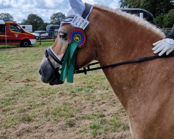 dressage horse Alando F (Haflinger, 2009, from Almwind)