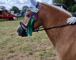 Dressurpferd Alando F (Haflinger, 2009, von Almwind)