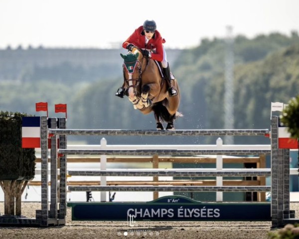 jumper Porthos Maestro WH Z (Zangersheide riding horse, 2014, from Picasso Z)