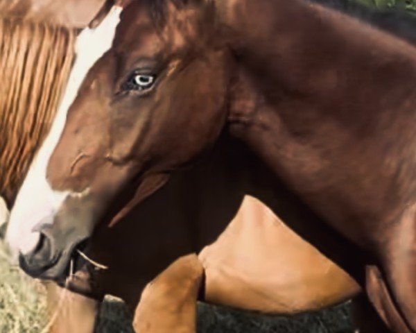 Pferd Sacre Avenir (Trakehner, 2023, von Tecumseh)