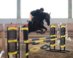 jumper Komtess 104 (Oldenburg, 2014, from Van Vivaldi)