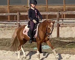 dressage horse Little Baron (unknown,  )