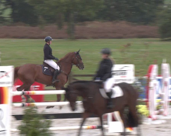 Reitturnier Westergellersen 2024