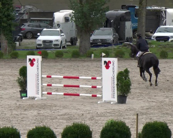 Reitturnier Basel 2024
