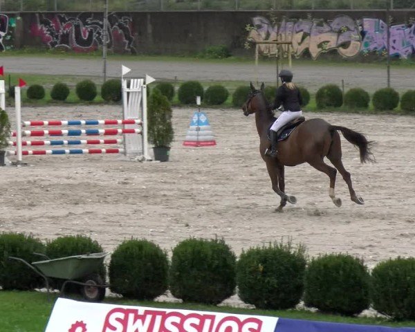 Reitturnier Basel 2024