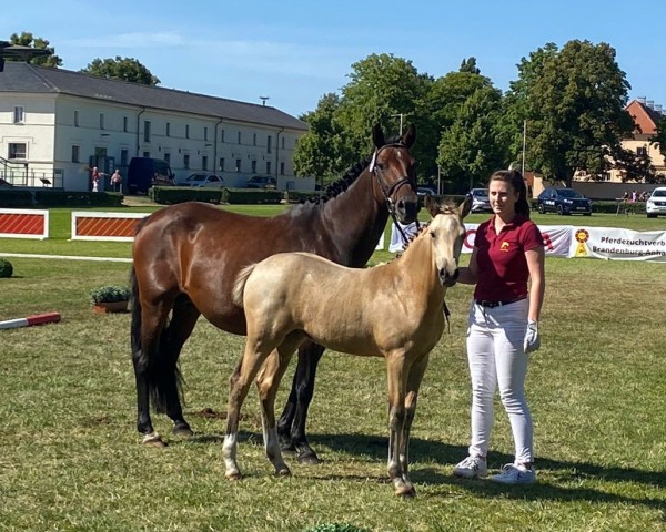 broodmare Lina (German Riding Pony, 2014, from Daydream Believer)