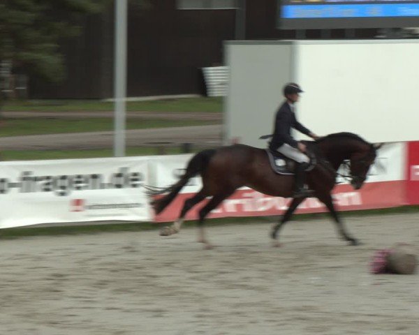 Reitturnier Westergellersen 2024