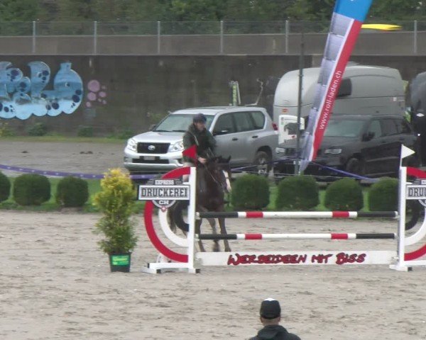 Reitturnier Basel 2024