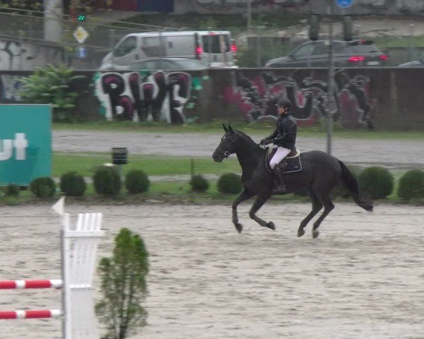Reitturnier Basel 2024