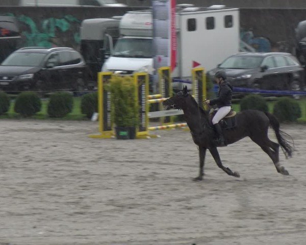 Reitturnier Basel 2024