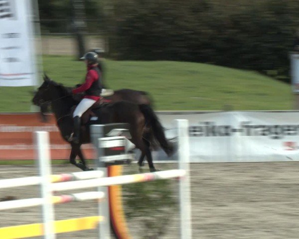 Reitturnier Westergellersen 2024