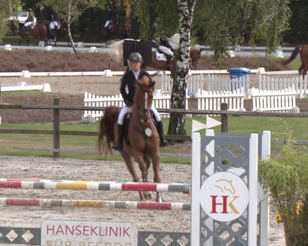 Reitturnier Westergellersen 2024
