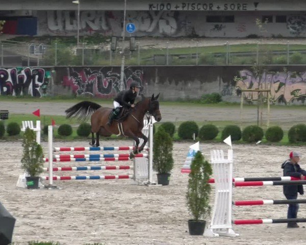 Reitturnier Basel 2024