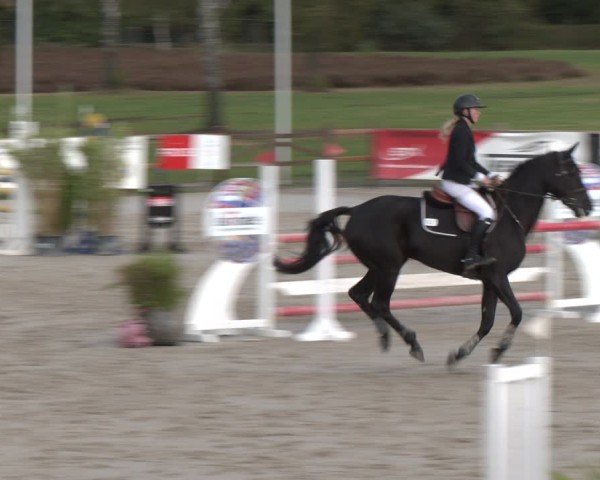 Reitturnier Westergellersen 2024