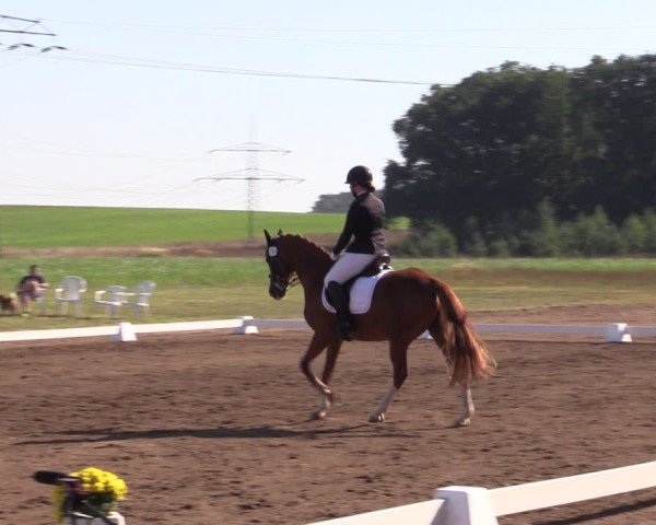 Reitturnier Crivitz 2024