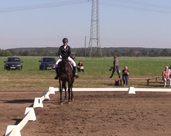 Reitturnier Crivitz 2024