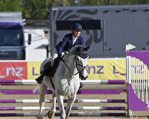 Cavallo da salto Chwupdiwup II (Holsteiner, 2008)