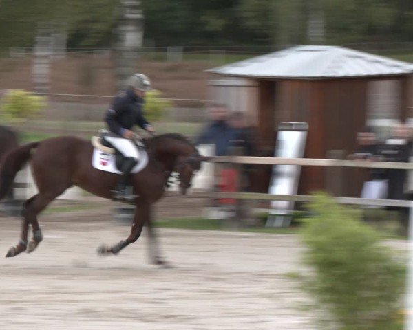 Reitturnier Westergellersen 2024
