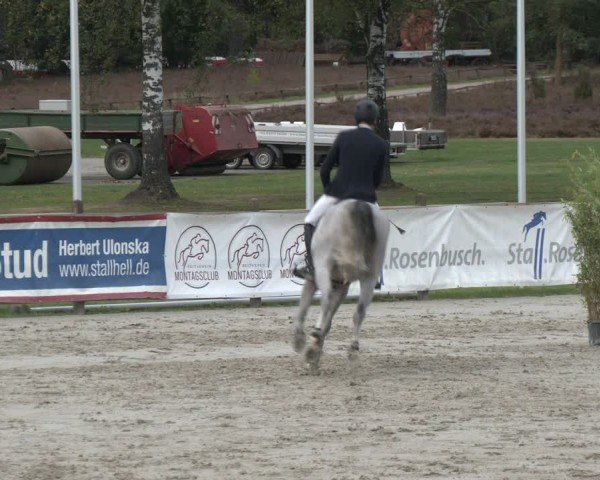 Reitturnier Westergellersen 2024