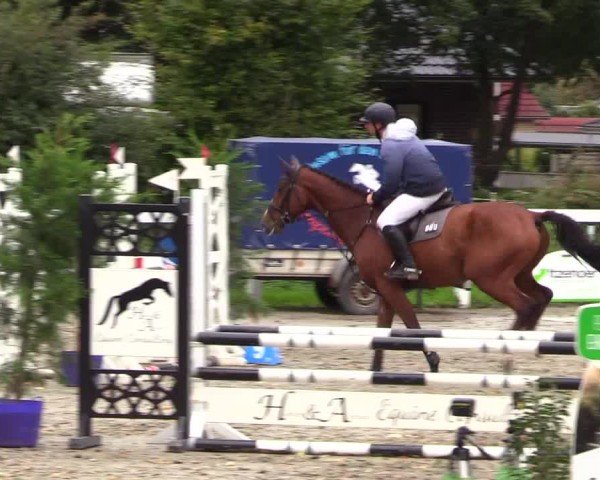Reitturnier Mildstedt - Jumping Team Nord - 2024