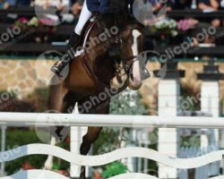 jumper Winsor C (KWPN (Royal Dutch Sporthorse), 2003, from Larino)