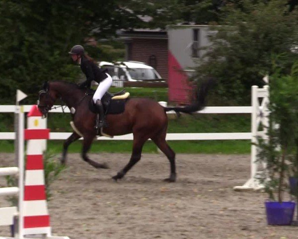Reitturnier Mildstedt - Jumping Team Nord - 2024