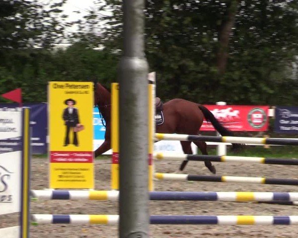 Reitturnier Mildstedt - Jumping Team Nord - 2024