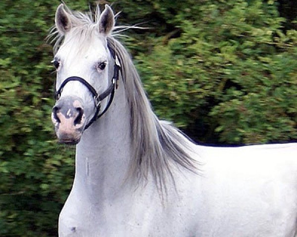 Pferd Djallah ox (Vollblutaraber, 1995, von Kar Testador ox) Pferd Djallah ox (Vollblutaraber, 1995, von Kar Testador ox)