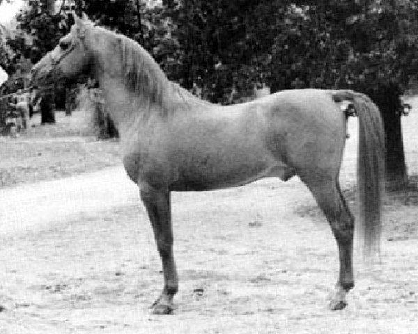 horse Vencedor ox (Arabian purebred, 1978, from Procyon ox)