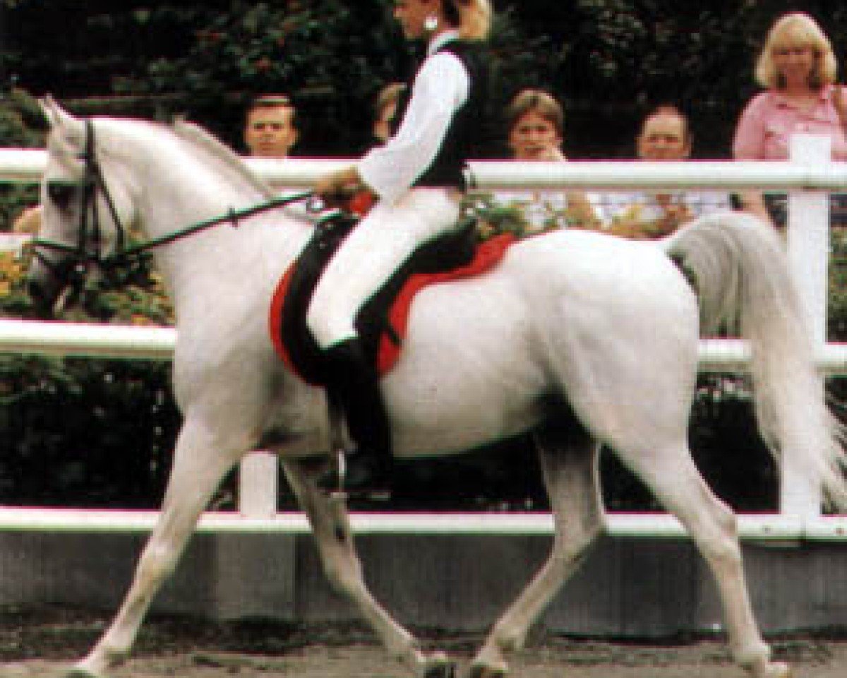 stallion El Tabal ox (Arabian purebred, 1975, from AN Malik ox)