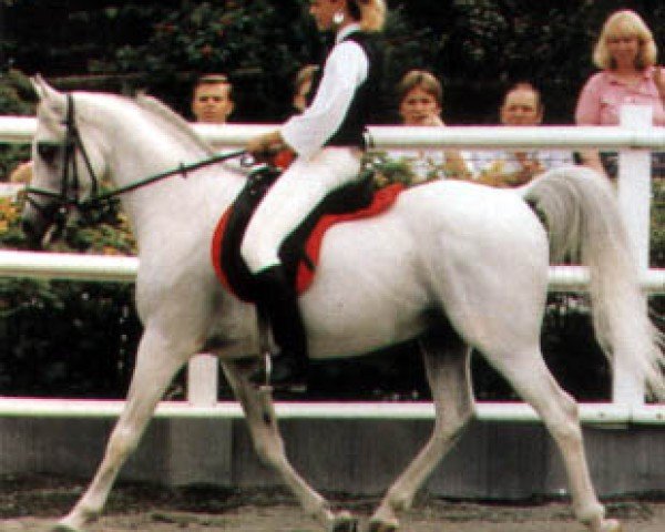 stallion El Tabal ox (Arabian purebred, 1975, from AN Malik ox)