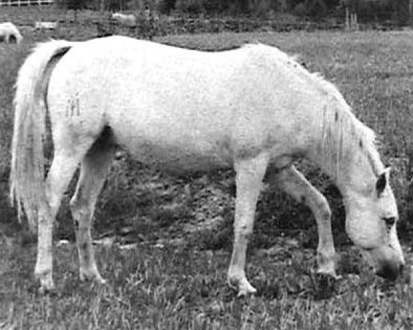 broodmare Alhama III ox (Arabian purebred, 1959, from Congo 1941 ox)
