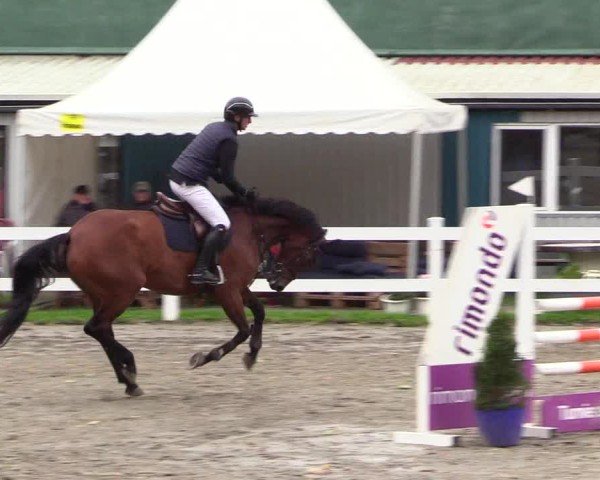 Reitturnier Mildstedt - Jumping Team Nord - 2024