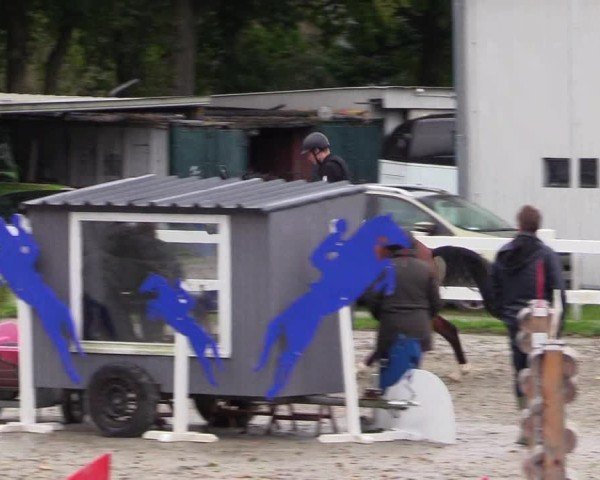 Reitturnier Mildstedt - Jumping Team Nord - 2024