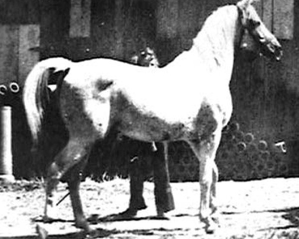 stallion Ras-el-Ayn ox (Arabian purebred, 1933, from Axdir ox)