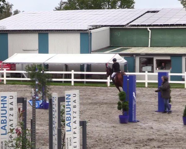 Reitturnier Mildstedt - Jumping Team Nord - 2024