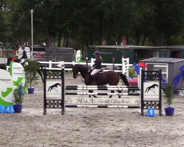 Reitturnier Mildstedt - Jumping Team Nord - 2024