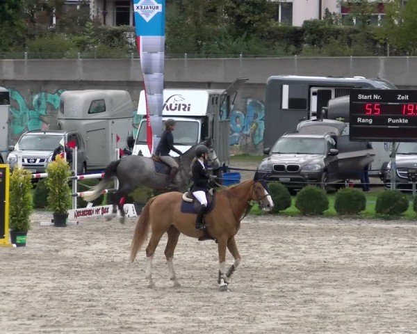 Reitturnier Basel 2024