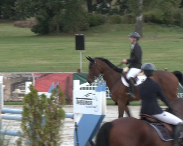 Reitturnier Westergellersen 2024