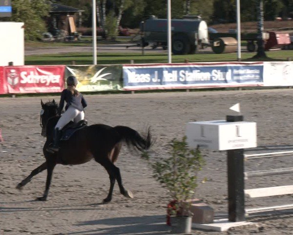 Reitturnier Westergellersen 2024