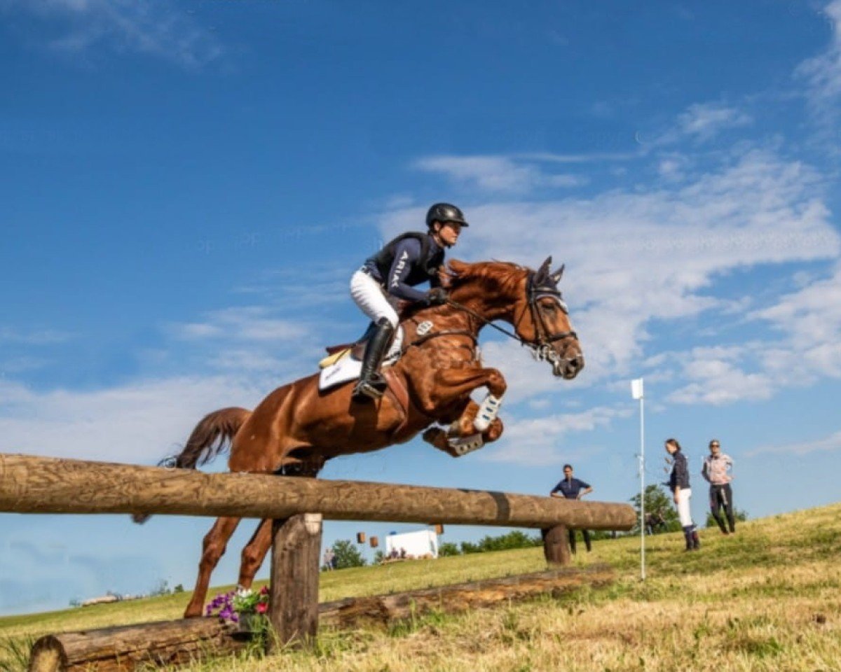 jumper Heval (Holsteiner, 2019, from Halifax van het Kluizebos)