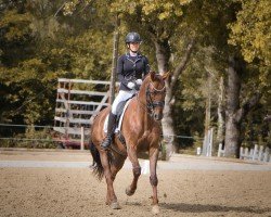 dressage horse Don Amore 2 (Hanoverian, 2010, from Don Primus)